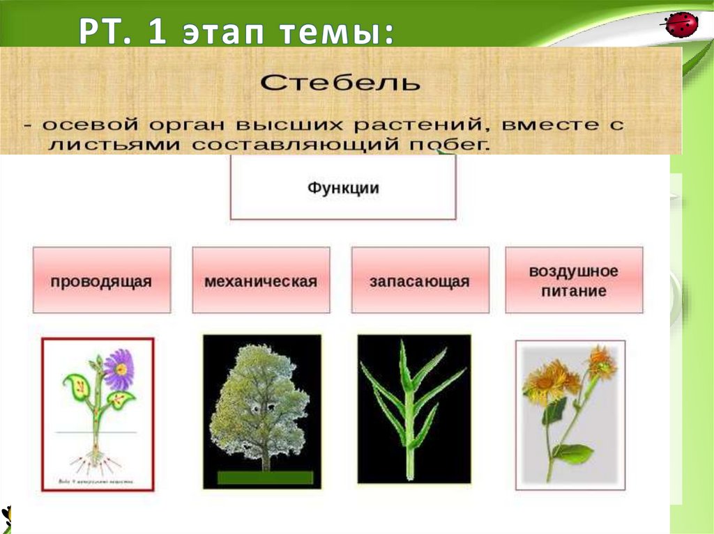 РТ. 1 этап темы: