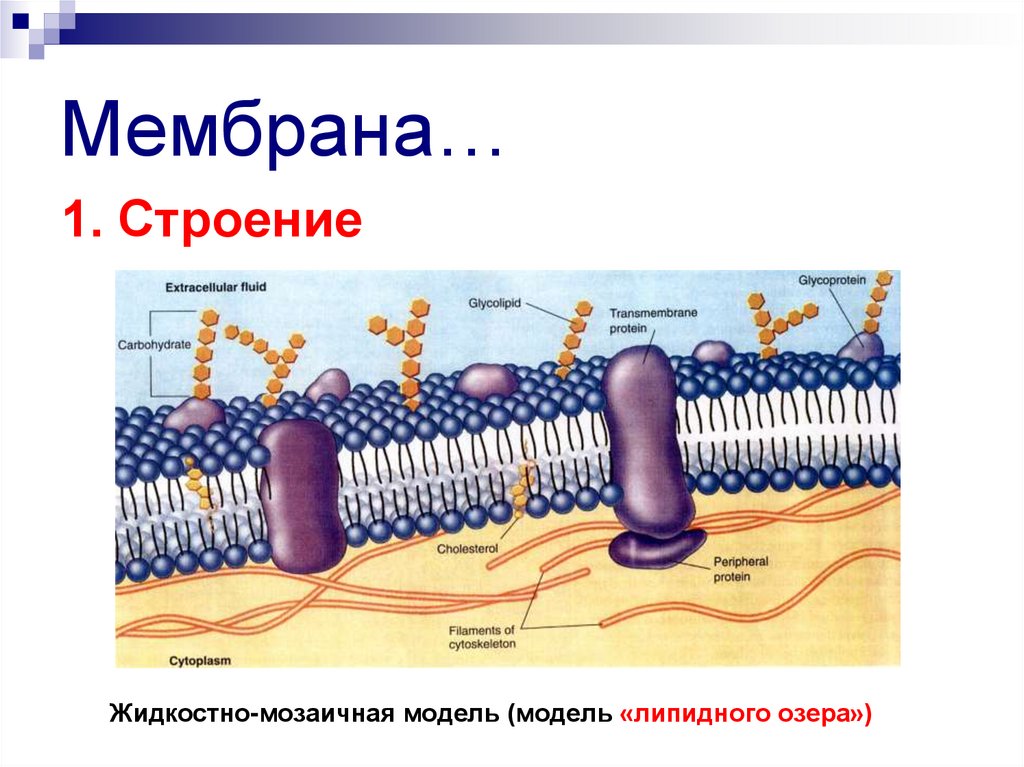 Мембрана эукариотической клетки строение. Плазматическая мембрана эукариотических клеток. Строение мембраны эукариотической клетки. Кто способен встраиваться в наружную клеточную мембрану.