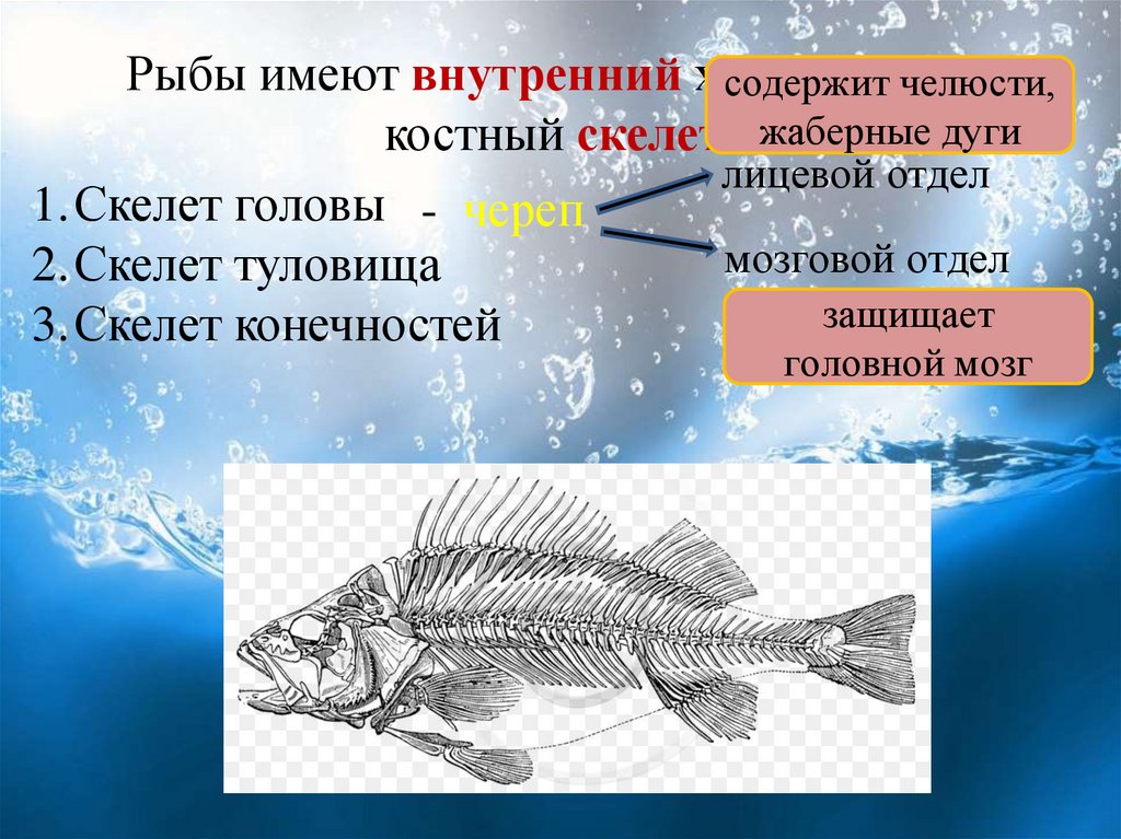 Какие отделы тела имеет рыба. Костные рыбы. Скелет хрящевых рыб. Хрящевой внутренний скелет. Костный скелет имеют рыбы.