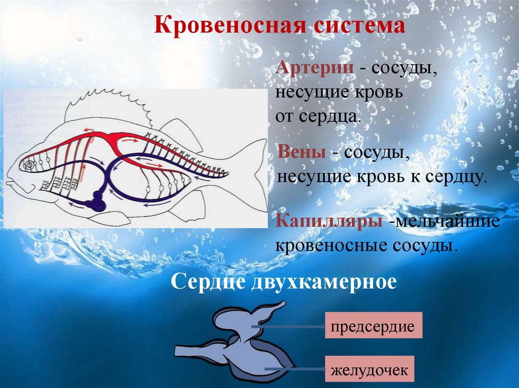 У рыб 1 круг кровообращения. Презентация кровеносная система рыбы. Строение кровеносной системы рыб. Двухкамерное сердце. У акулы двухкамерное сердце.