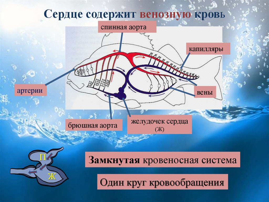 Кровеносная система птиц замкнутая. Замкнутая кровеносная система. Кровеносная система рыб замкнутая. Строение кровеносной системы рыб. У рыб замкнутая кровеносная система или нет.