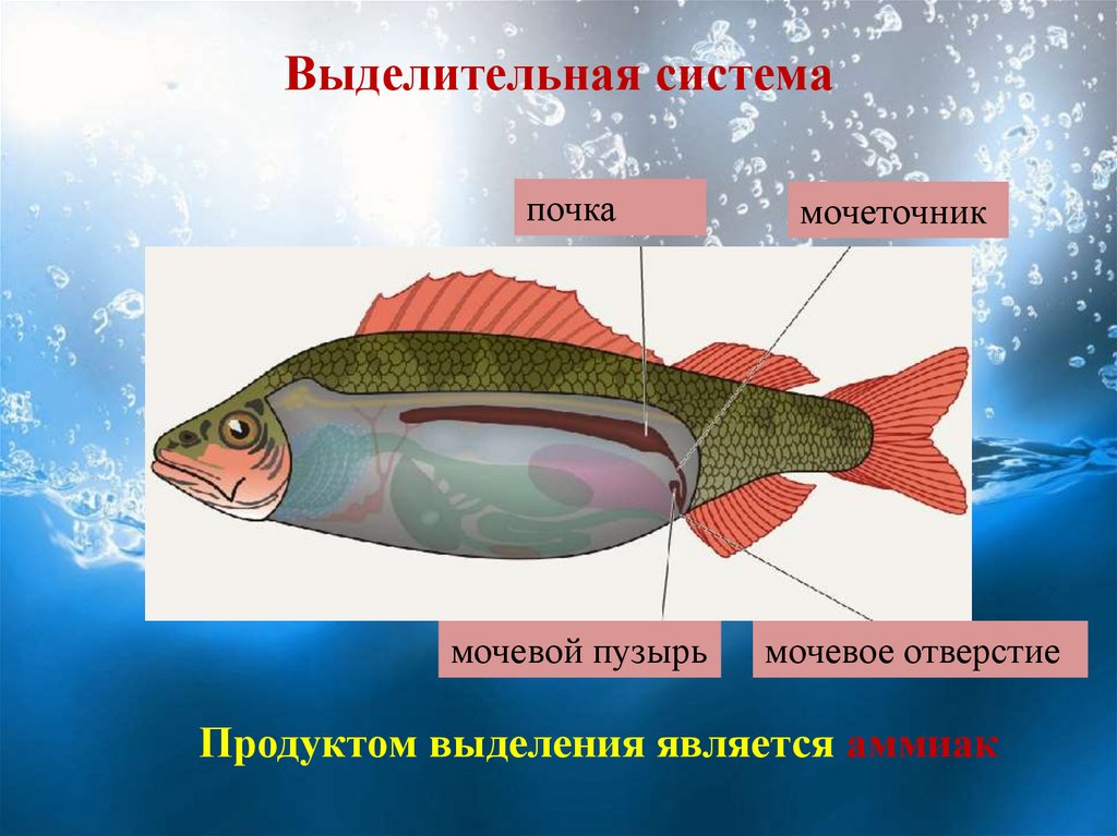 Внутреннее строение рыбы выделительная система. Строение выделительной системы рыб. Внутреннее строение рыбы 7 класс биология. Выделительная система рыб 8 класс биология.