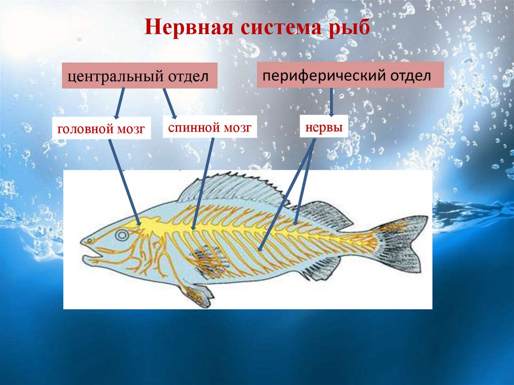 Строение рыбы 7 класс таблица. Нервная система рыбы 7 класс биология схема. Внутреннее строение рыб нервная система функции. Нервная система рыб схема. Строение нервной системы рыбы 7 класс биология.