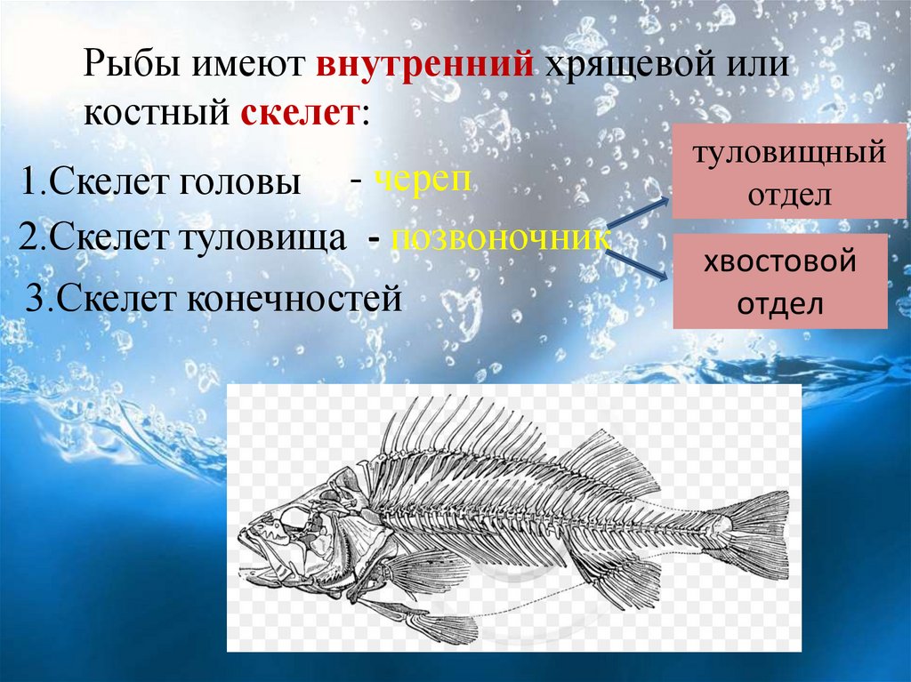 Строение рыбы тест. Скелет хрящевых рыб. Хрящевой внутренний скелет. Хвостовой отдел у рыб. Туловищный отдел у рыб.