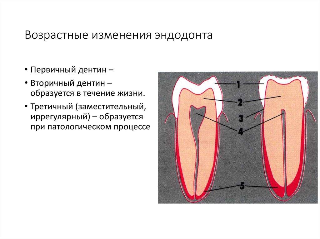 Возрастные изменения зубов презентация