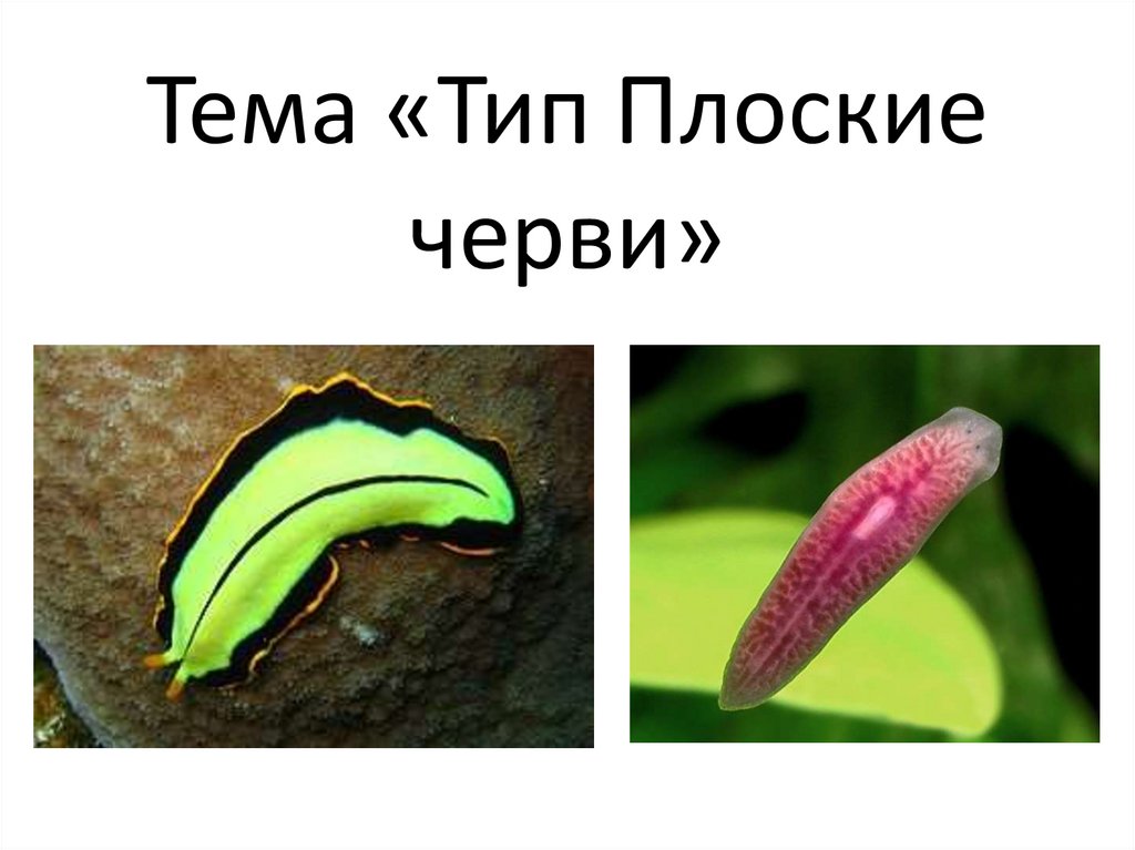 Тип Плоские черви - презентация онлайн