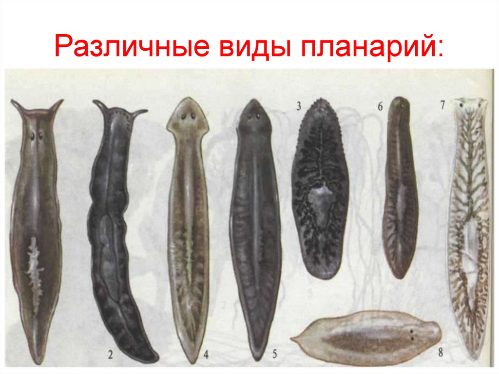 Тип Плоские черви - презентация онлайн