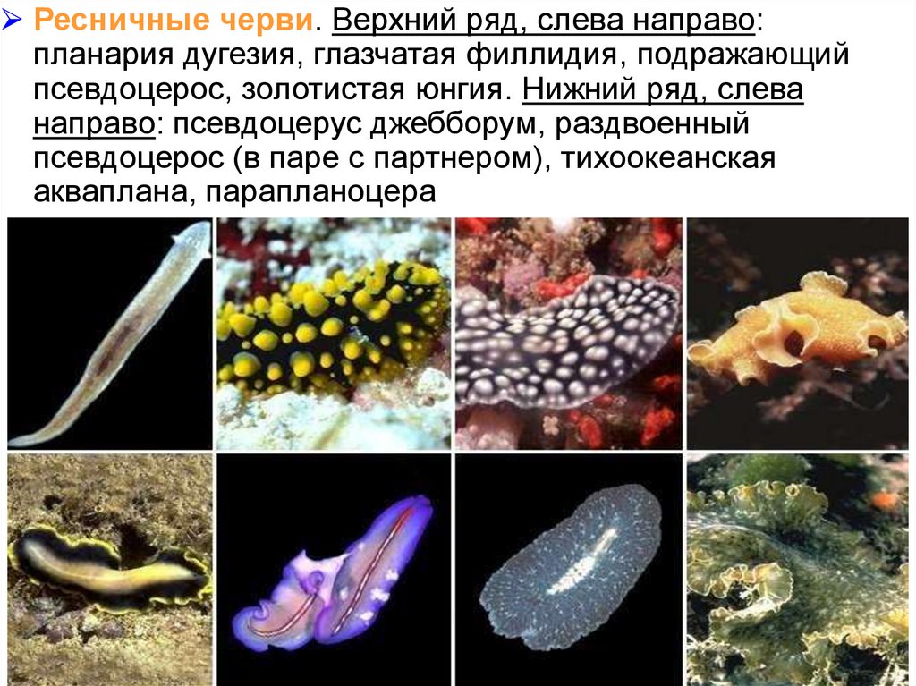 Тип Плоские черви - online presentation