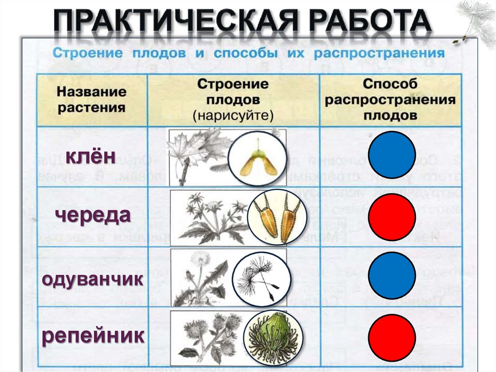 Тест размножение и развитие растений