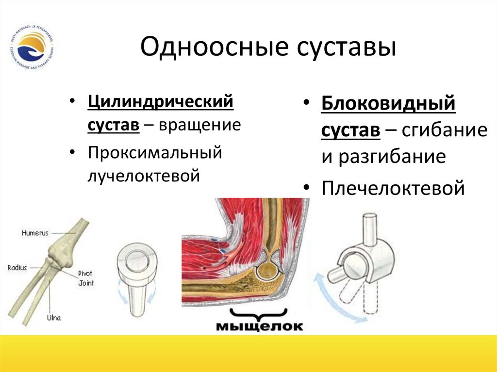 Суставы человека анатомия