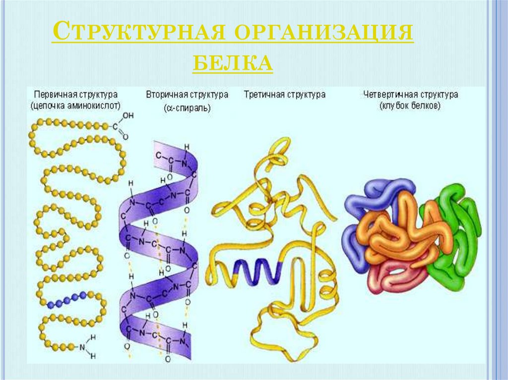 4 организации белка