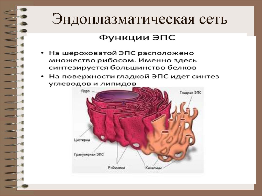Мембрана эндоплазматической сети функции. Эндоплазматическая сеть. Эндоплазматическая сеть картинка. Гладкая эндоплазматическая сеть функции. Эндоплазматическая сеть у грибов.