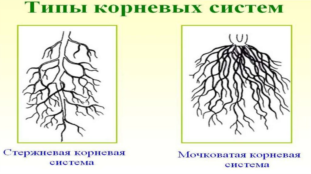 Какой корень у фасоли. Груша Тип корневой системы. Ромашка Тип корневой системы. Типы корневых систем смешанная. Вяз приземистый Тип корневой системы.