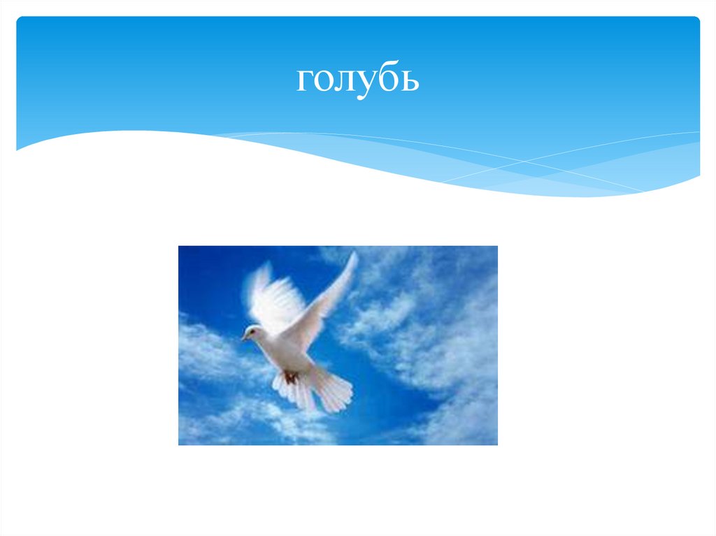 голубь