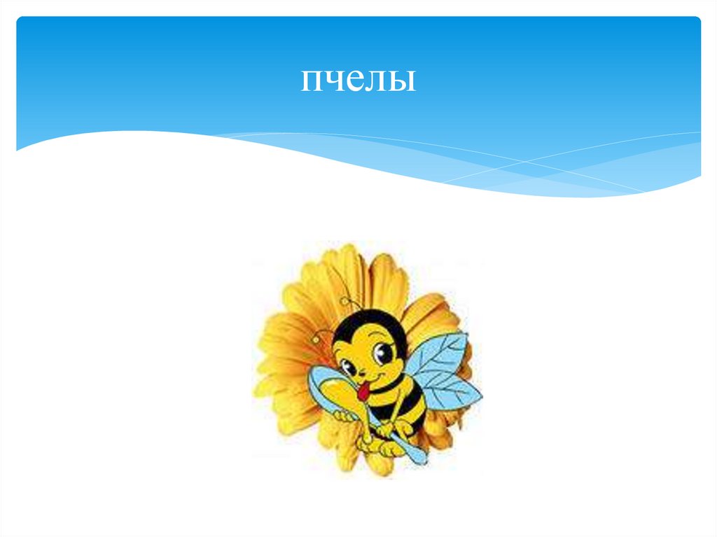 пчелы