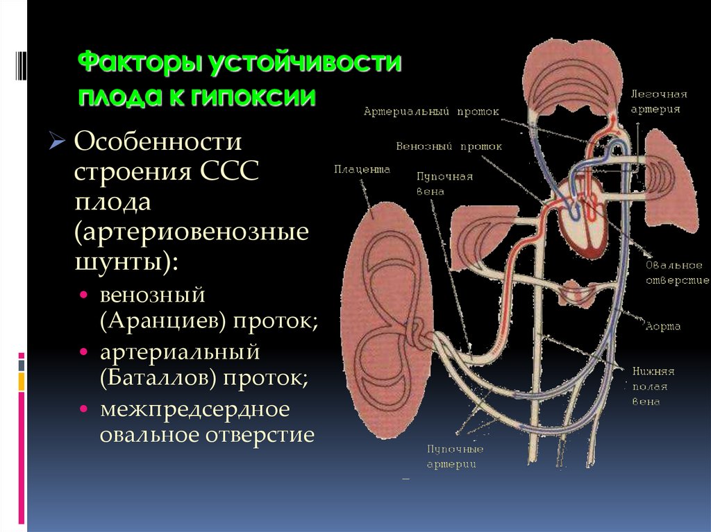 Гипоксия плода классификация. Венозный аранциев проток. Гипоксия плода презентация. Внутриутробное кровообращение плода. Кровяная гипоксия.