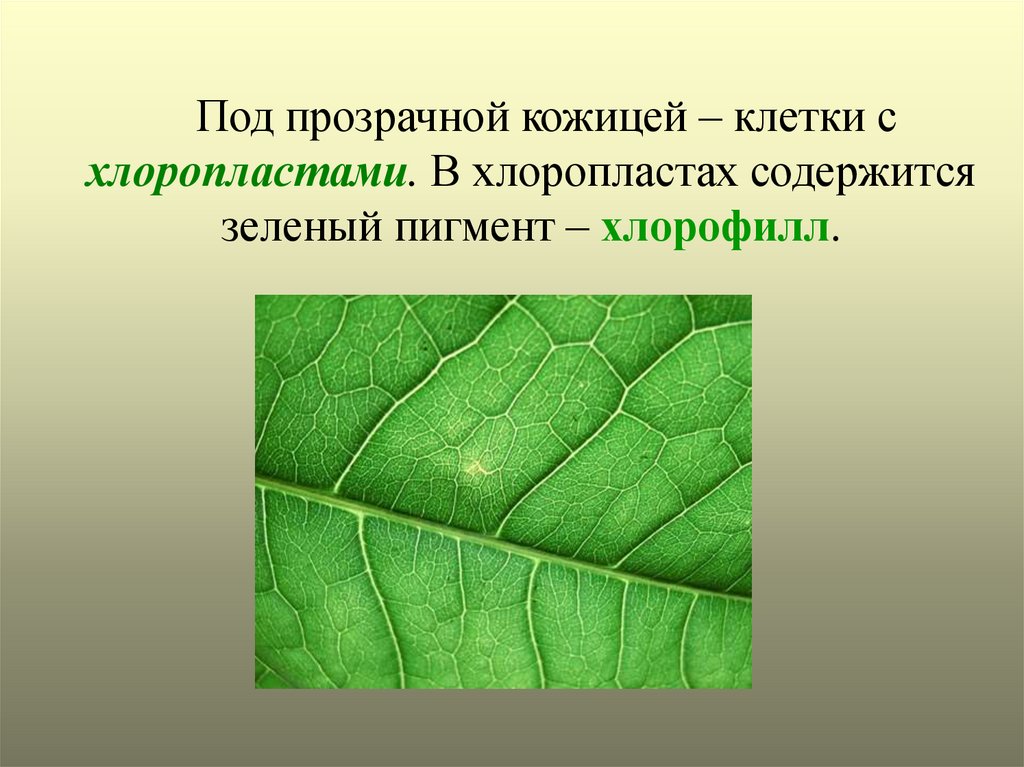 В растении хлорофилл содержится в. Что такое хлорофилл 6 класс. Хлорофилл пигмент хлоропластов. Пигменты фотосинтеза растений. Хлорофилл это в биологии.