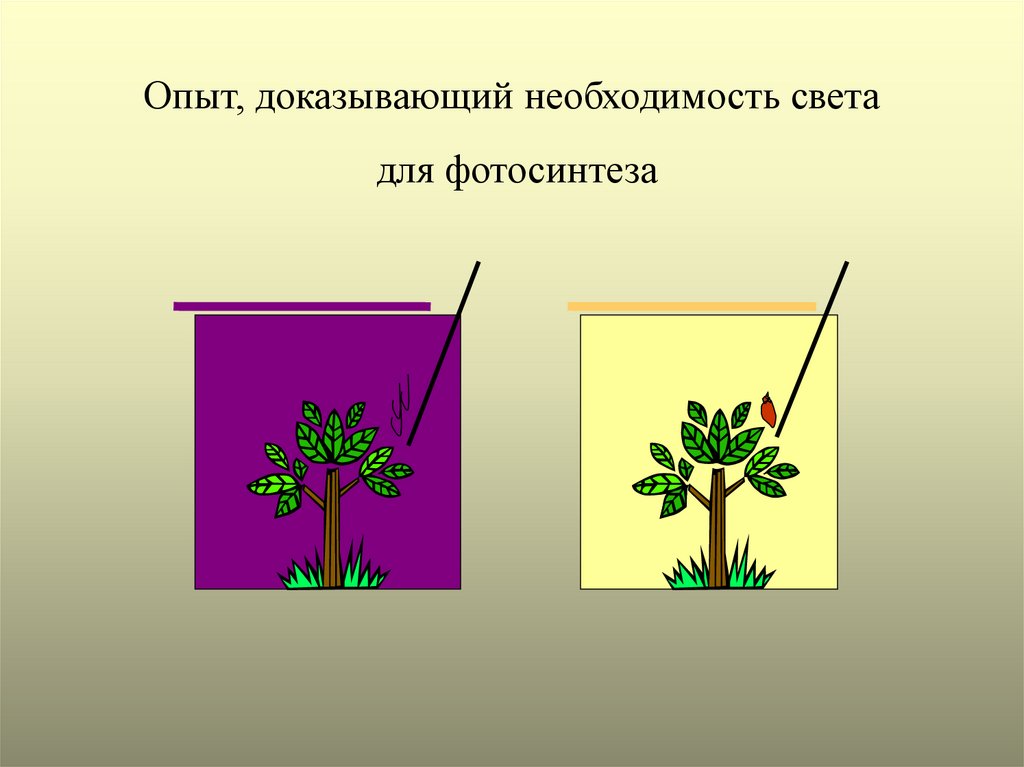 Опыт изображенный на рисунке служит доказательством фотосинтез