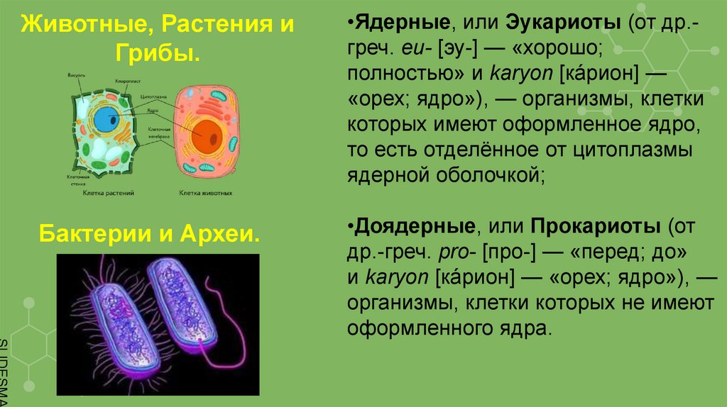 Наука о внешнем строении организмов называется