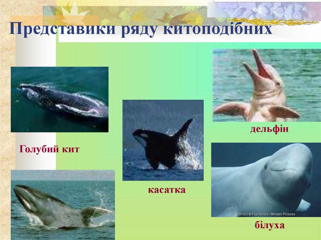 Представики ряду китоподібних