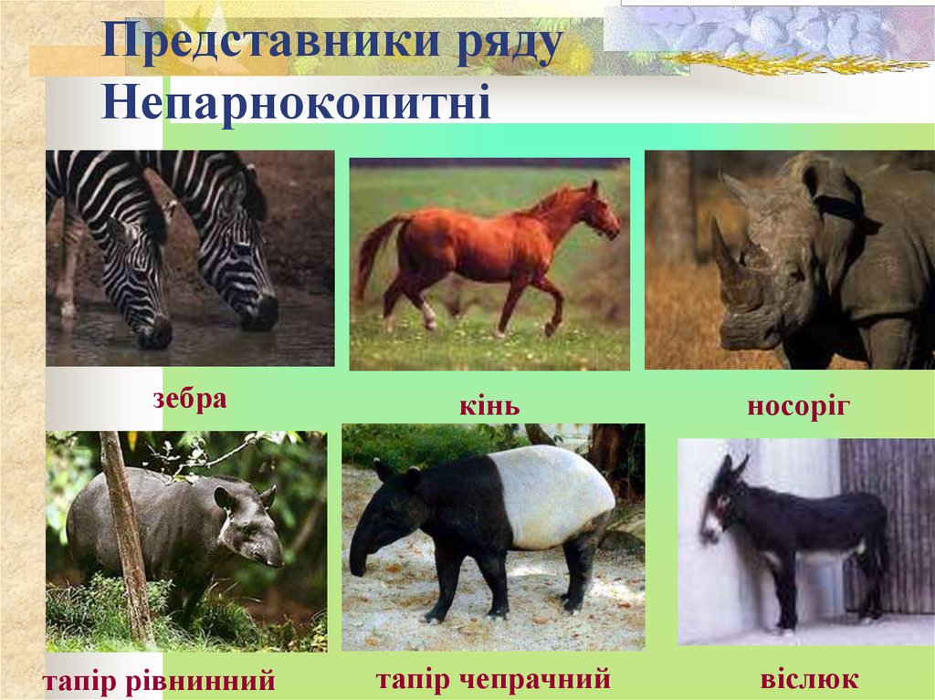 Представники ряду Непарнокопитні