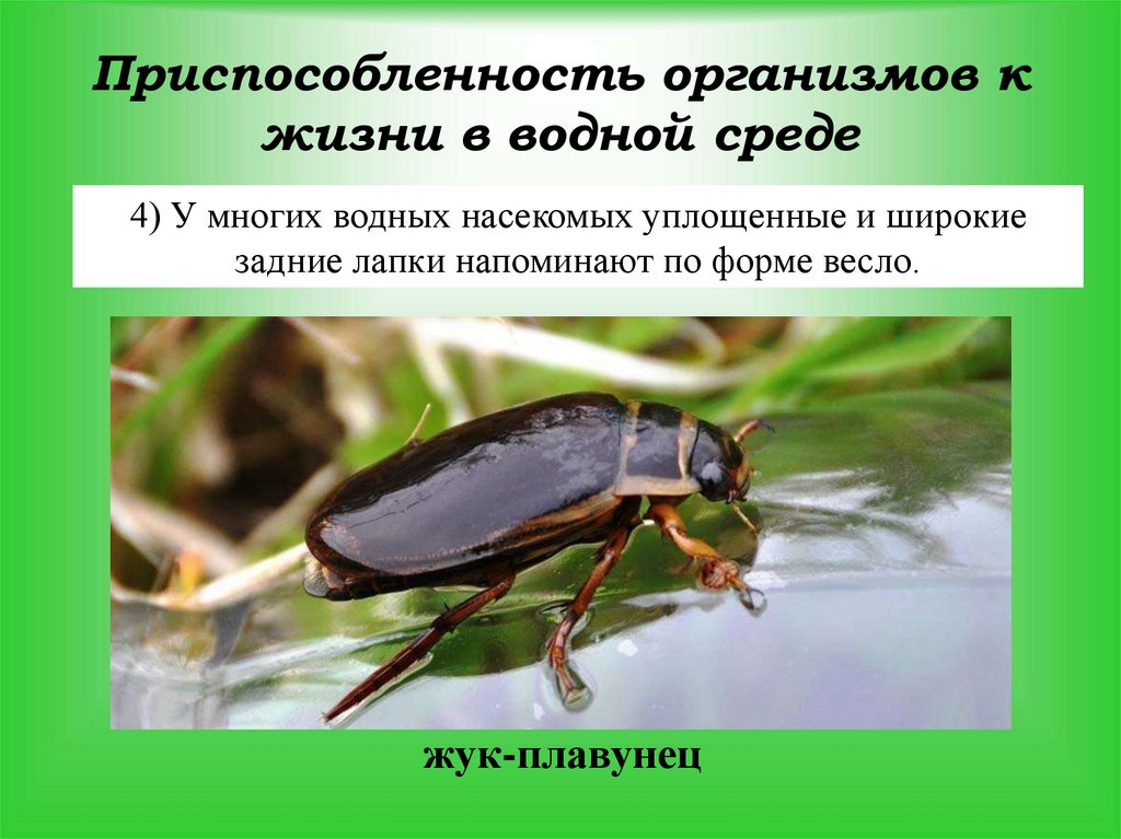 Какие среды освоили жуки. Жук плавунец приспособление. Жук плавунец приспособленность к среде. Приспособление насекомых к среде. Приспособленность насекомых к среде.