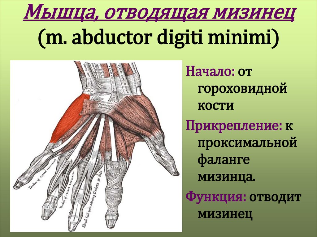 Приводящие латынь. Мышца, отводящая мизинец m. abductor digiti Minimi. Мышцы мизинца кисти. Мышцы приводящие и отводящие кисть. Мышцы кисти мышцы возвышения мизинца.