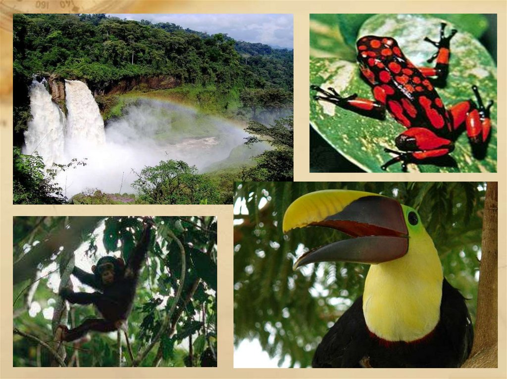 Растения и животные природной зоны экваториальные леса. Растения влажных экваториальных лесов Южной Америки. Животные переменно влажных лесов Южной Америки. Растительный и животный мир экваториальных лесов.