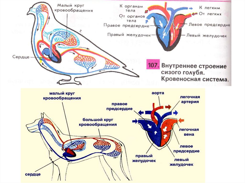 Схема кровообращения птиц. Кровеносная система птиц. Кровеносная система голубя. Схема малого круга кровообращения у птиц.