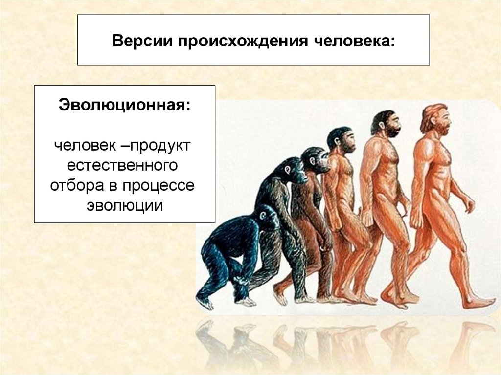 Некоторые эволюционные изменения приводят к появлению. От кого произошел челов. Открго произошел человек. Эволюционная теория происхождения человека. Атка во произошли люди.