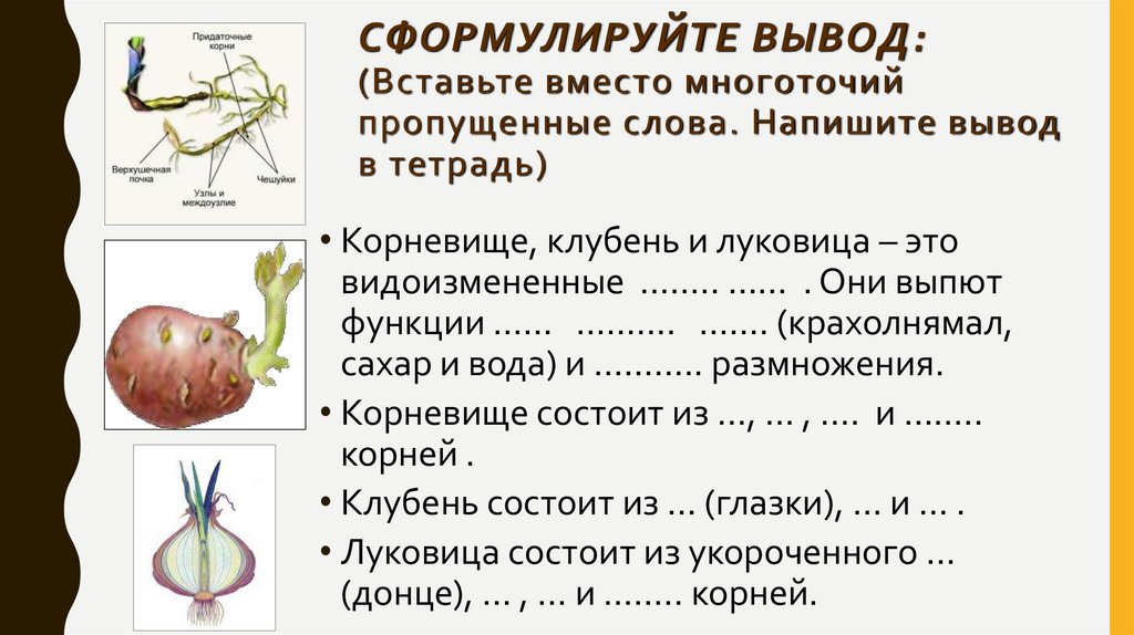 Ответы | § Видоизмененные побеги — Биология, 7 класс | Супер Решеба