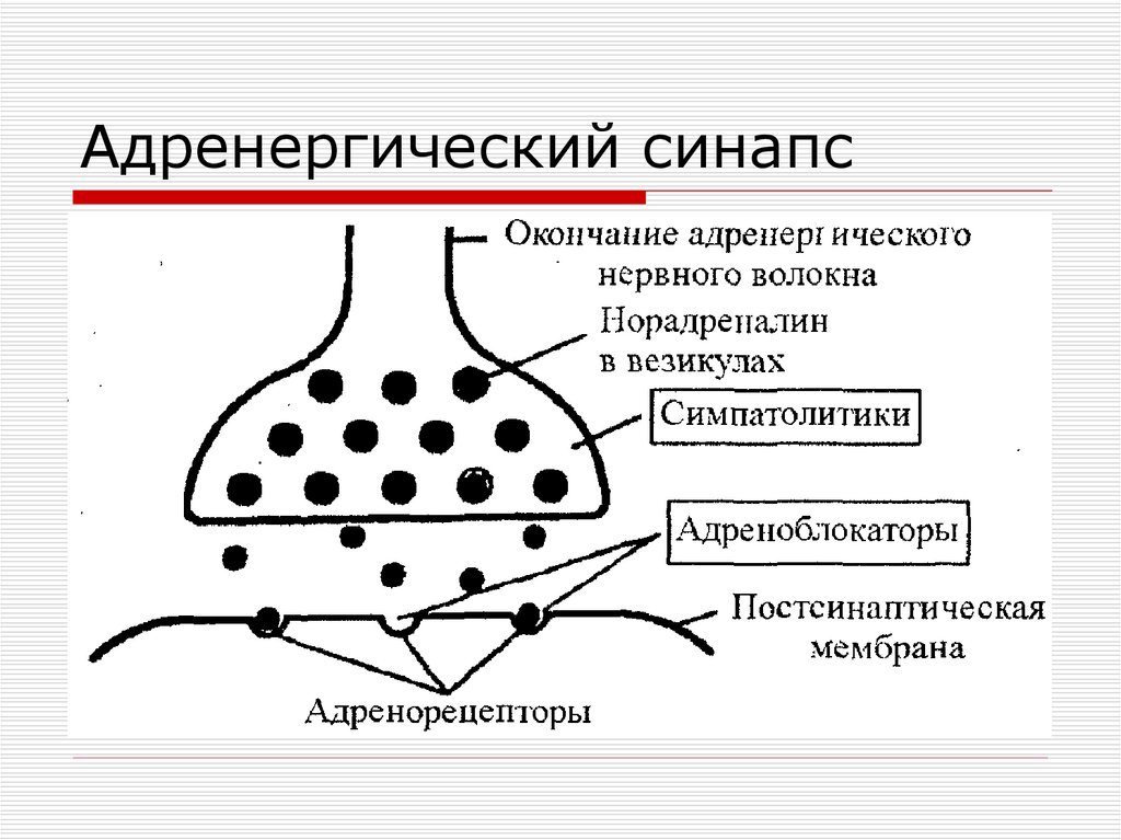 Схема синапса с обозначениями