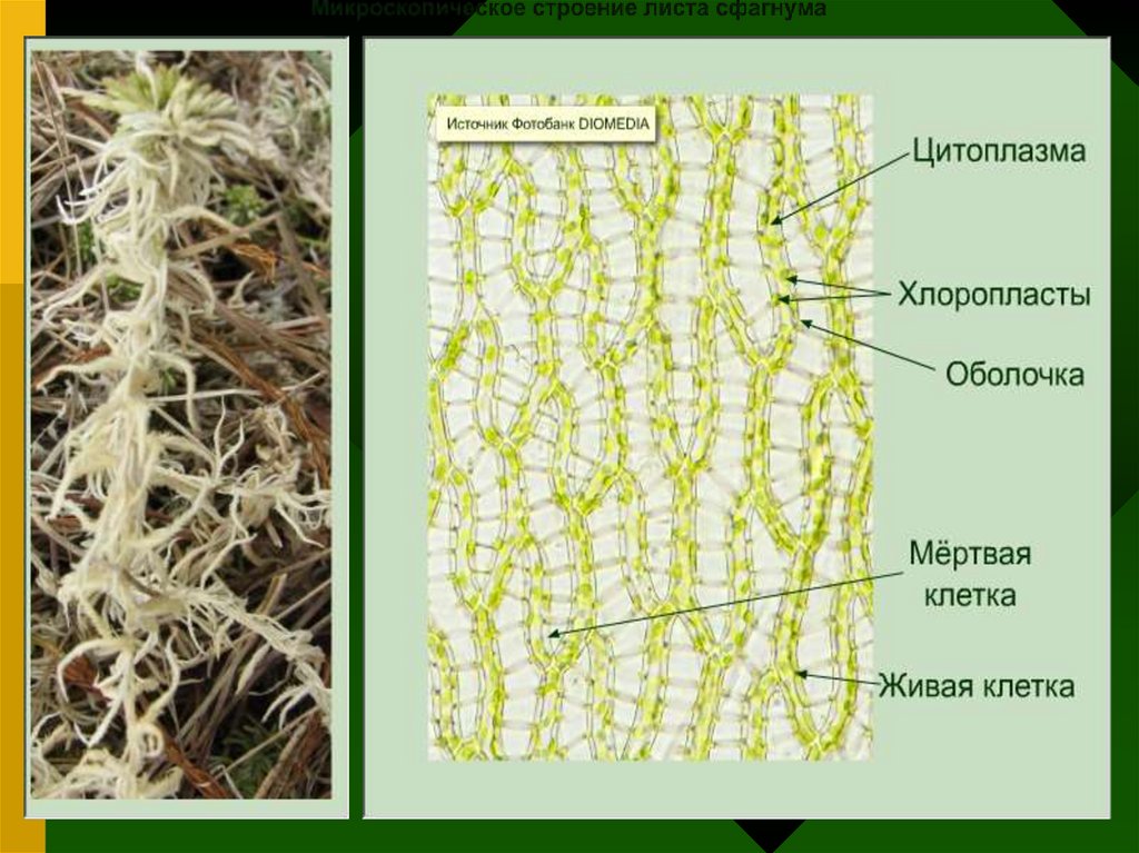 Мхи имеют органы ткани. Строение листа мха сфагнума. Микроскопическое строение листа сфагнума. Внутреннее строение листа сфагнума. Клеточное строение мха сфагнума.