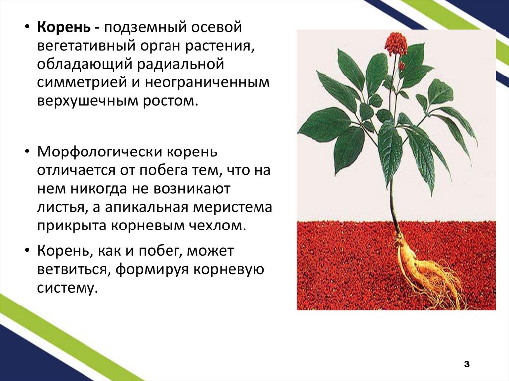 Функция корня стебля. Вегетативные органы растений. Стебель вегетативный орган. Растение с толстым корнем-стеблем. Цветок это вегетативный орган растения.