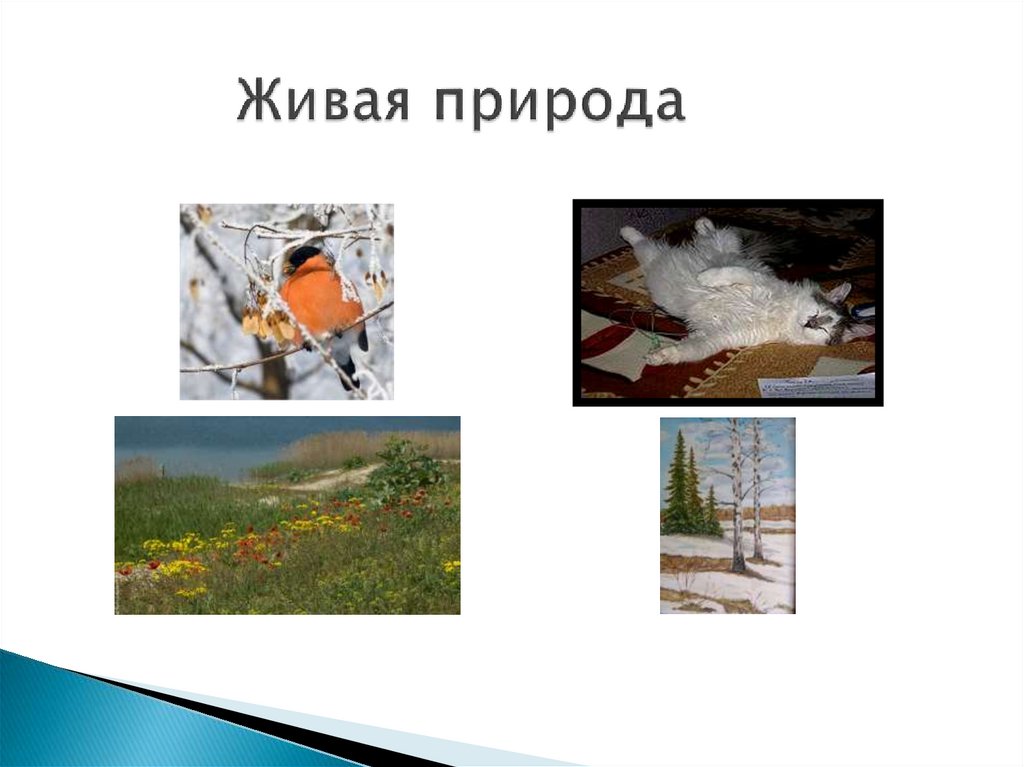 Живая природа