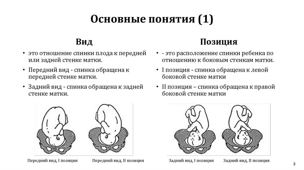 Обследование беременных