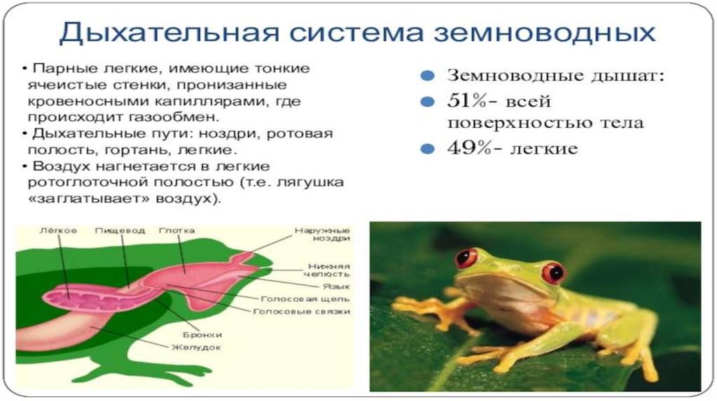 Тест 31 класс земноводные или амфибии. Амфибии. Земноводные или амфибии вывод. Характеристика дыхательной системы взрослых амфибий.