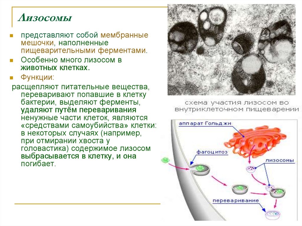 Компоненты лизосом. Функции лизосом эукариотической клетки. Строение и функции лизосомы клетки. Функции лизосомы в животной клетке. Функции лизосом в бактериальной клетке.