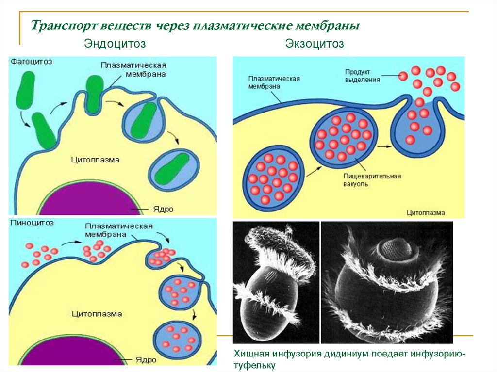Этапы эндоцитоза. Эндоцитоз фагоцитоз мембранный транспорт. Экзоцитоз строение. Фагоцитоз и эндоцитоз.