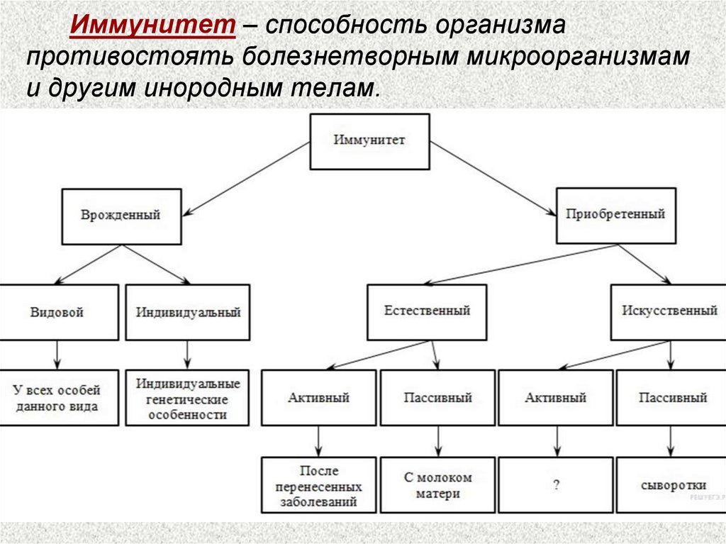 Иммунитет врожденный и приобретенный схема