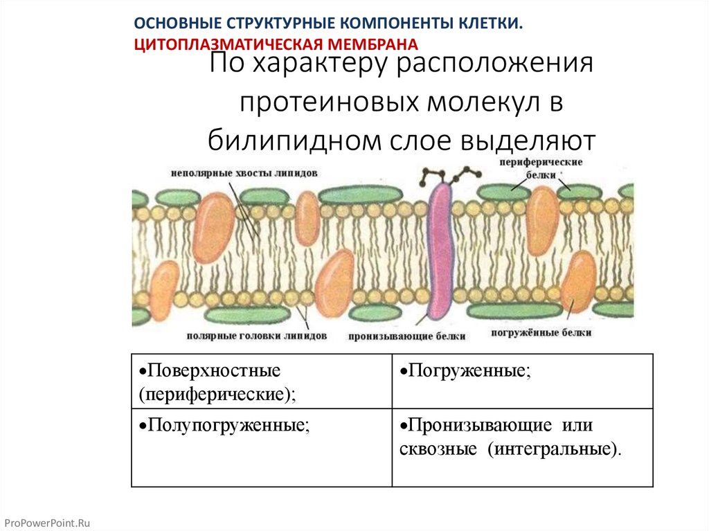 Каким номером на рисунке обозначена структура имеющая симбиотическое происхождение