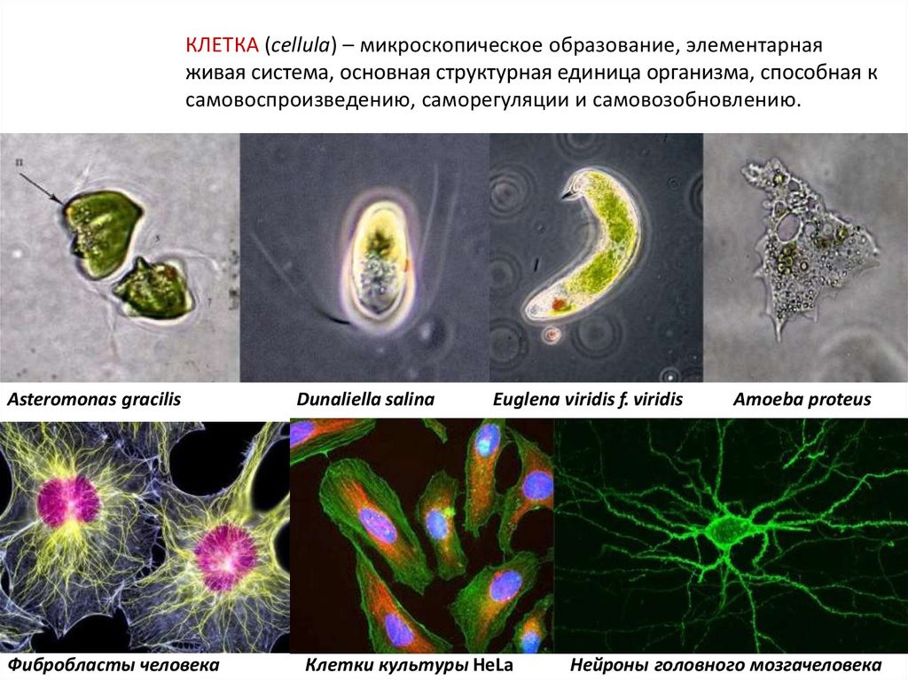 Жизненные формы клетки. Клеточные организмы. Клеточные формы жизни. Типы клеточной организации.