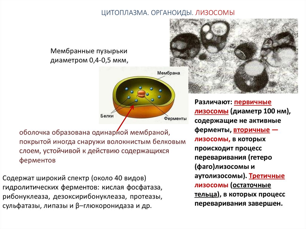 На клеточном уровне организации живого изучают. Отличие митохондрий от лизосом. Лизосомы. Основные процессы клеточного уровня. Органоиды цитоплазмы.