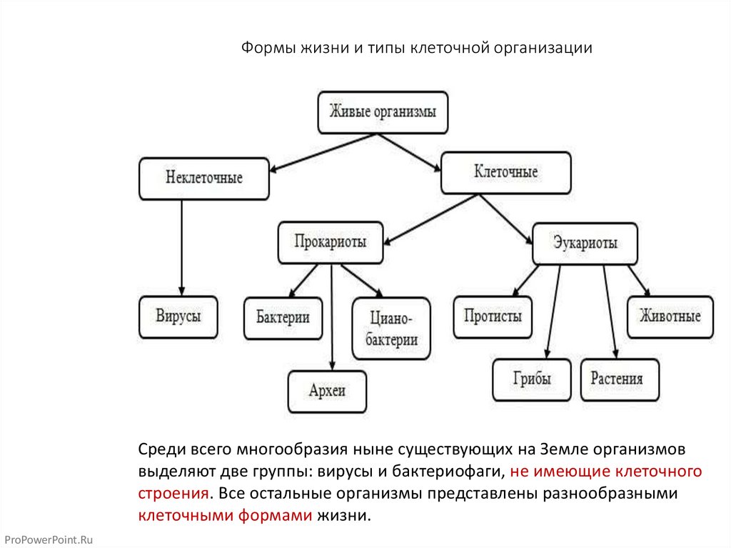 Клеточная организация