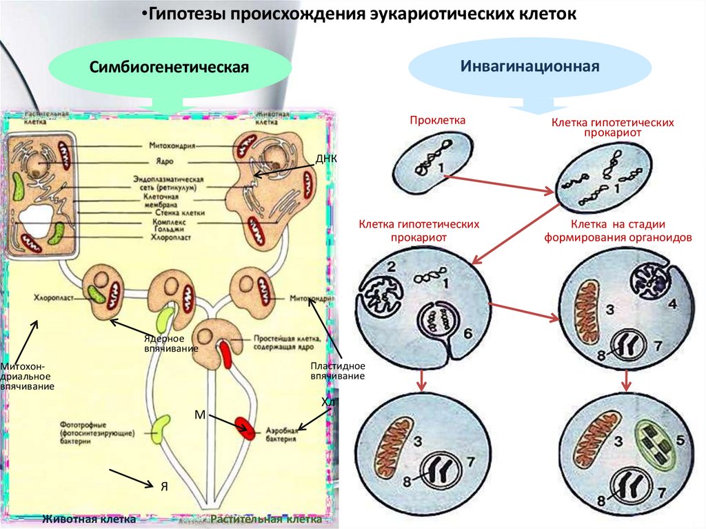 Цитозоль клетки это