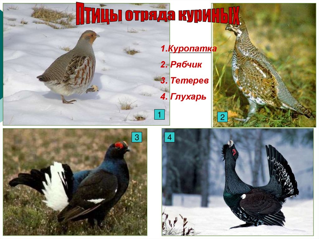 Болота. Животные - презентация онлайн