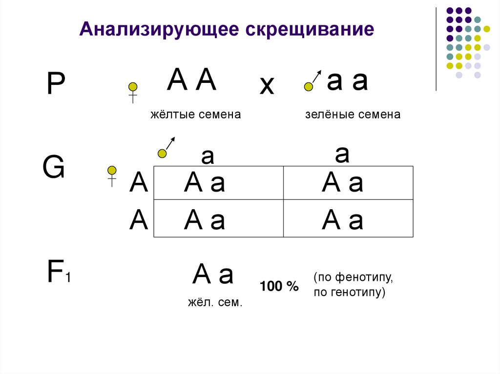 Согласно второму закону менделя расщепление по генотипу. Схема анализирующего скрещивания. Анализирующее скрещивание. Анализирующее скрещивание схема скрещивания. Законы Менделя схема.