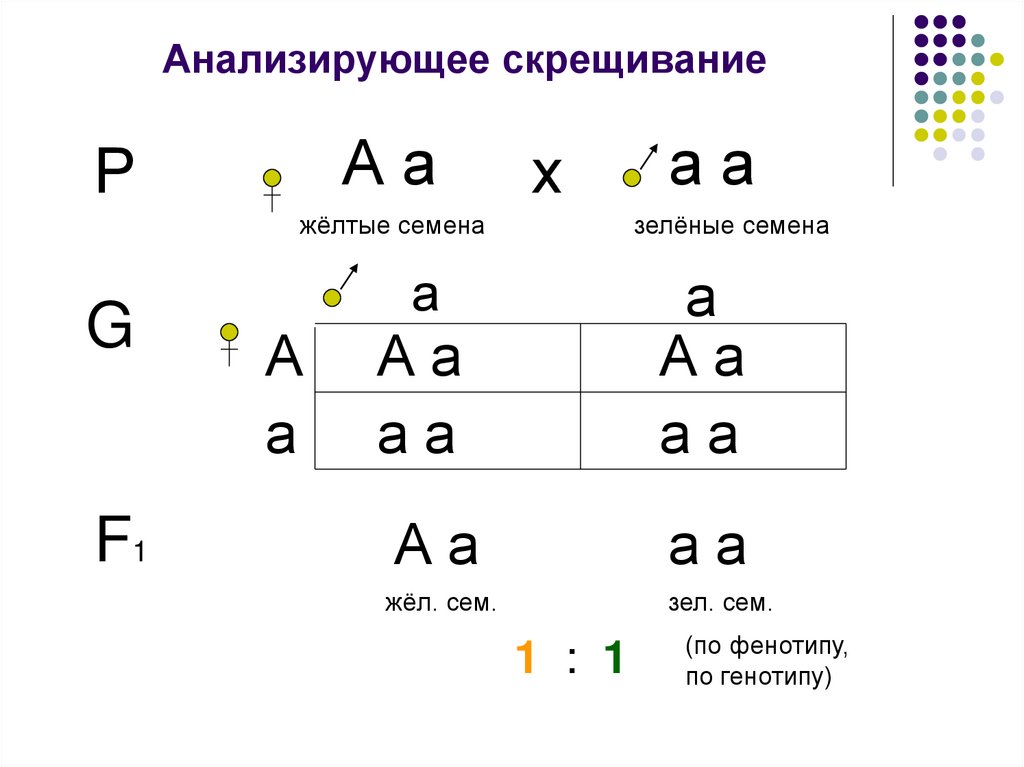 Схема анализирующего скрещивание