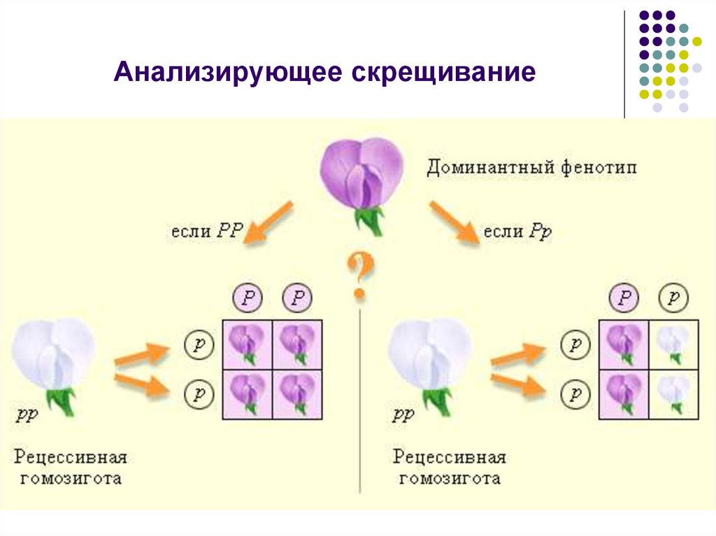 Схема анализирующего скрещивание