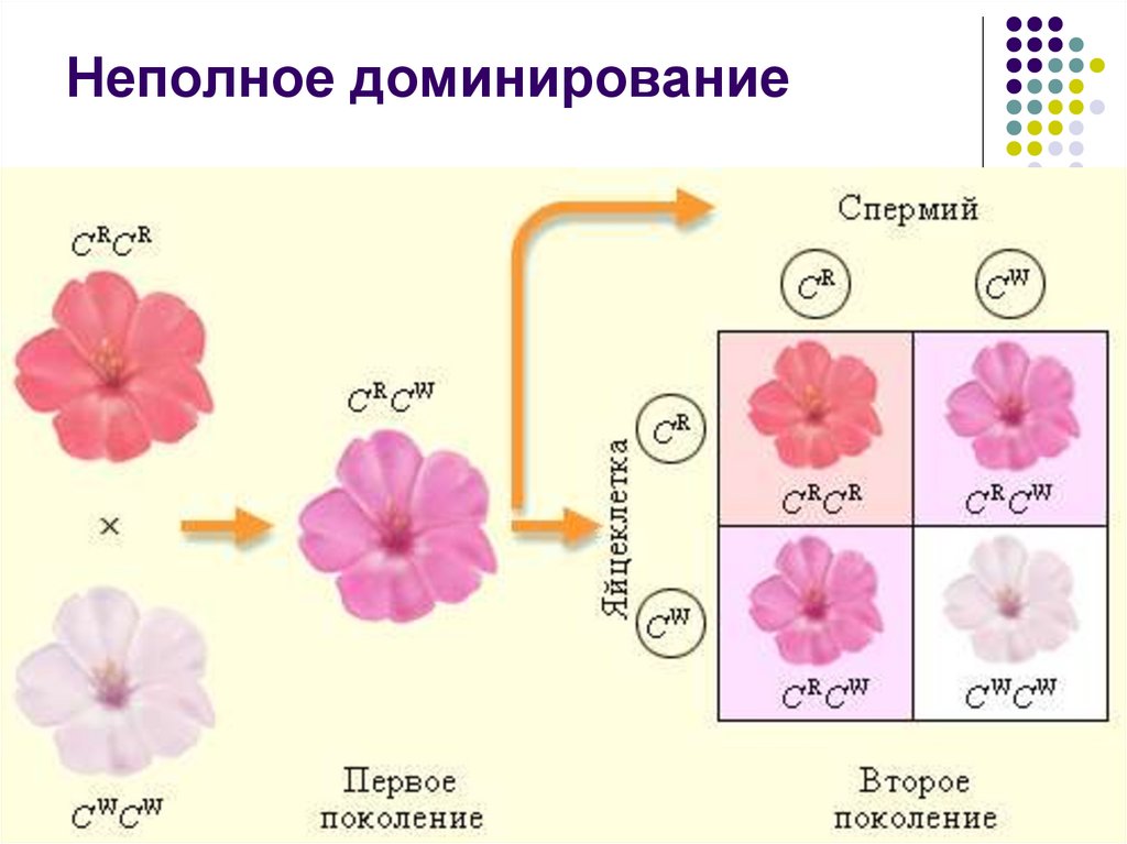 Неполное доминирование схема